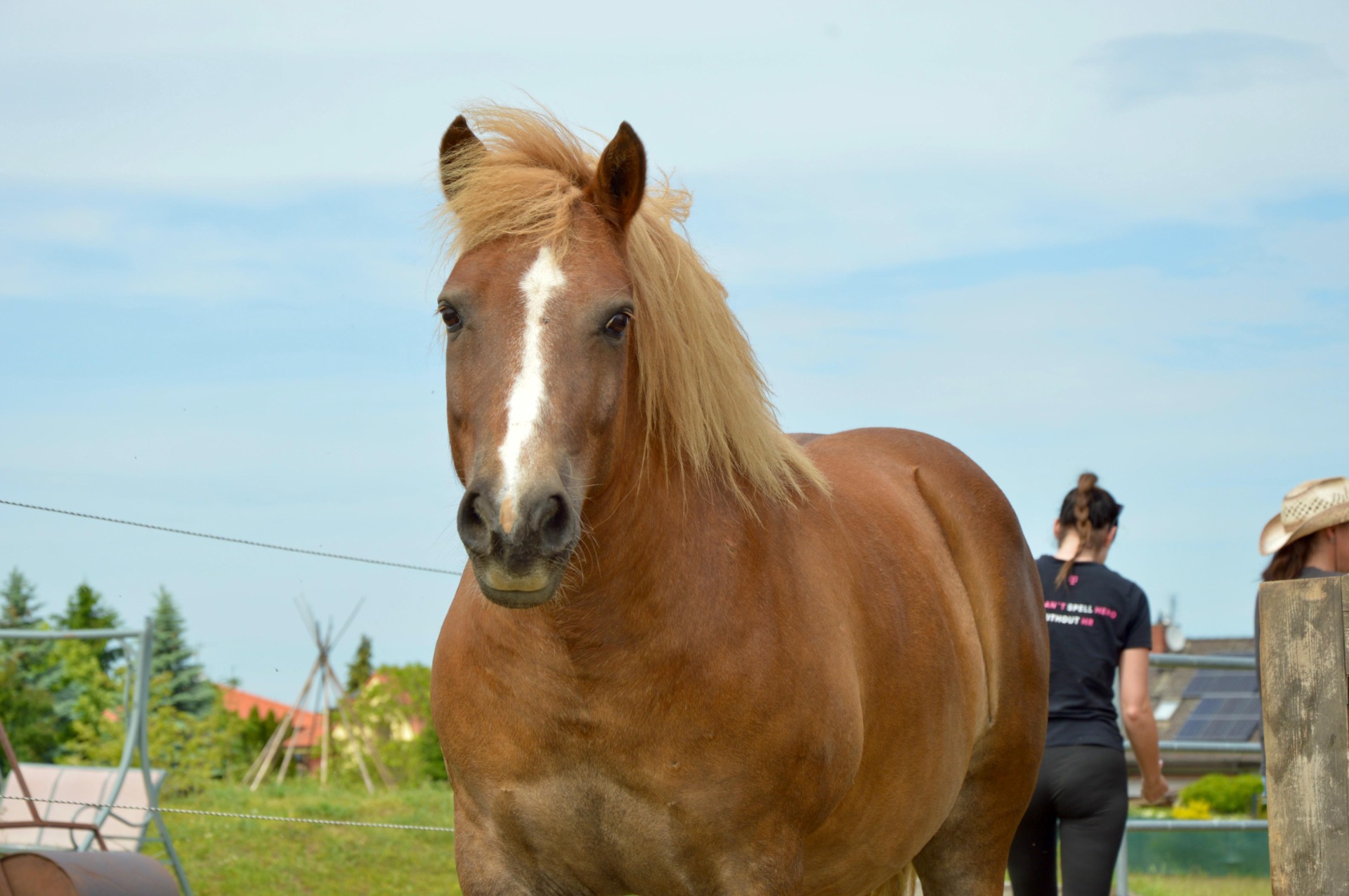 FANTOM– kříženec hafling/pony, nar. 2012, povozí ty nejmenší a starší učí základům ježdění. Vše ho zajímá, je velmi pozorný a rychle se učí. Náš úplně první kůň.